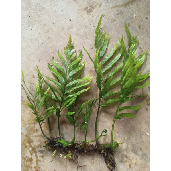 bolbitis handeloti tanaman aquascape