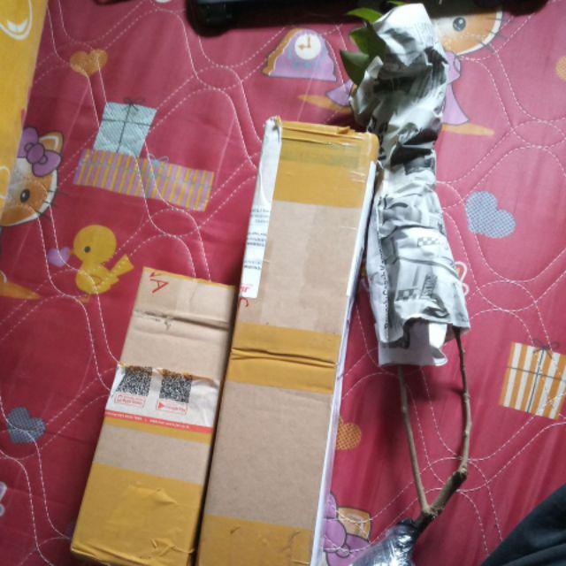 Tanaman Leci Kom / Leci Merah (tinggi 30-50 Cm)