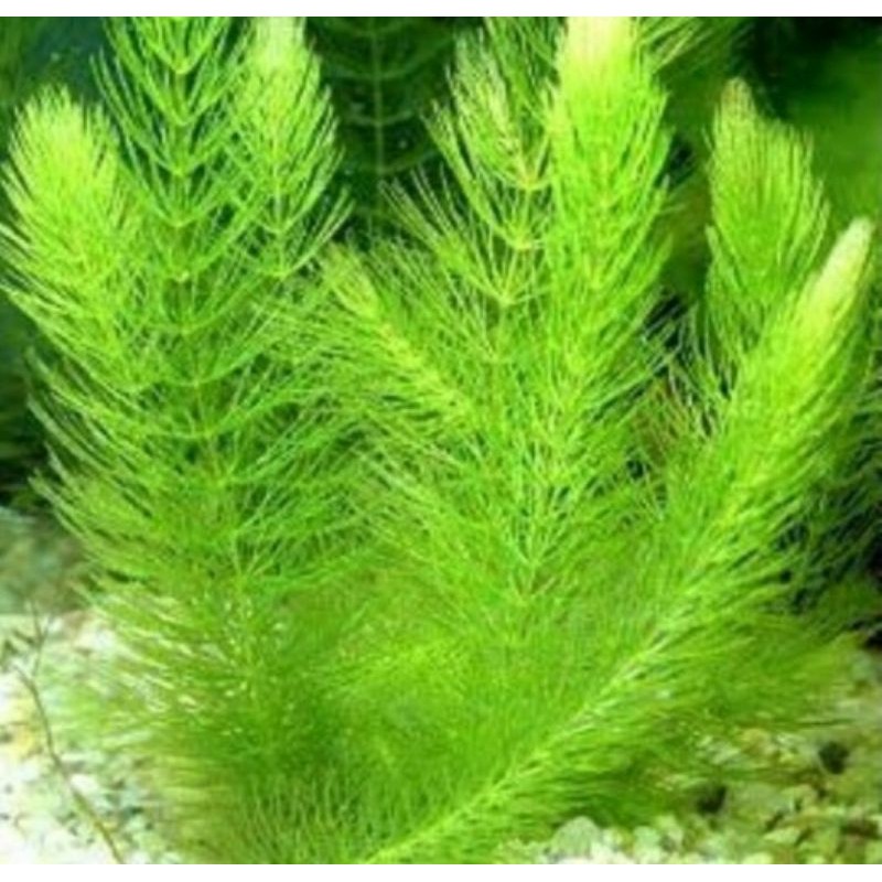 ganggang air hidryla hornwort