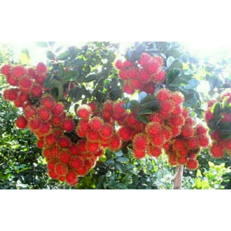 

Buah Rambutan Lengkeng