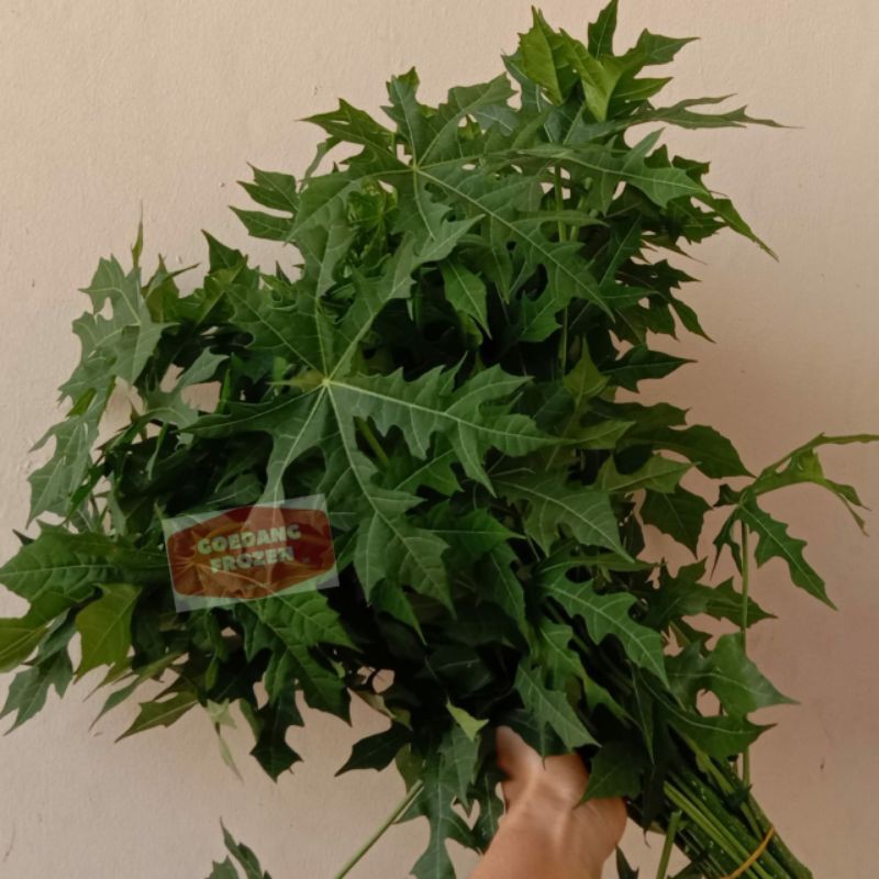 

Daun Pepaya Jepang
