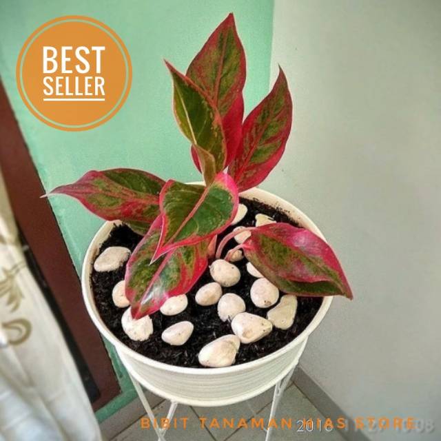Tanaman Hias Aglonema Red Lipstick / Tanaman Hias / Aglonema