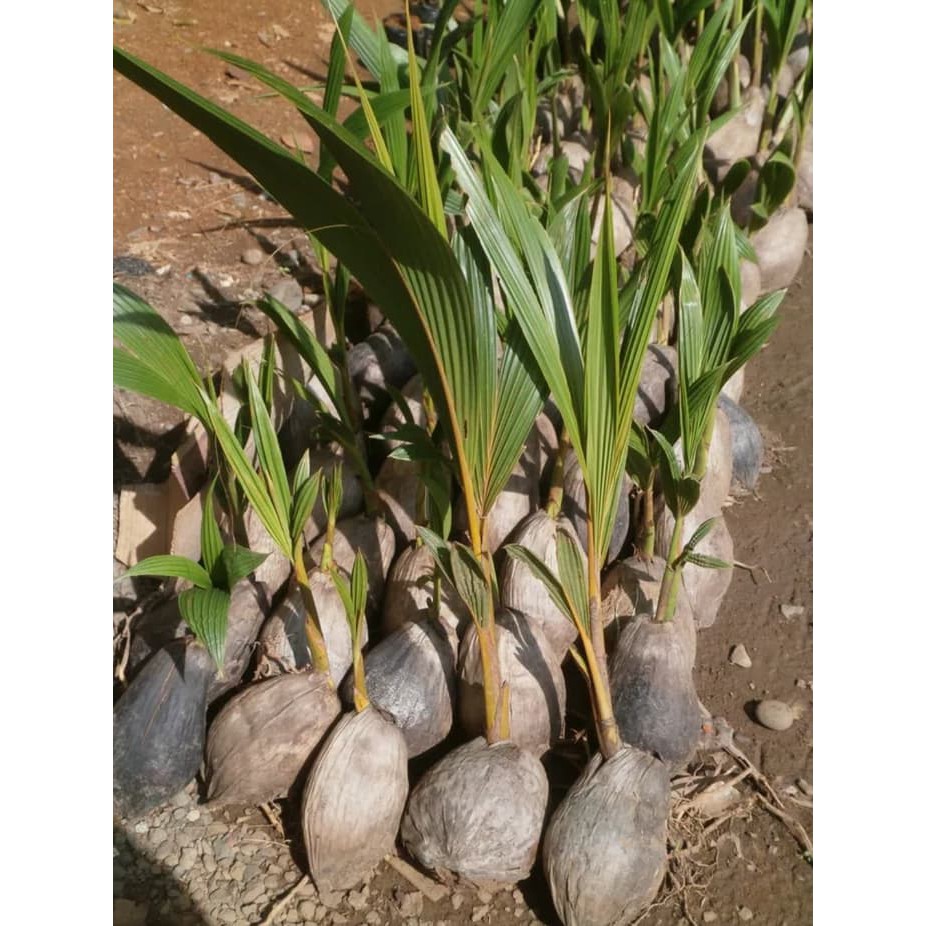 Unggulan Bibit Kelapa Genjah Salak Unggul Promo