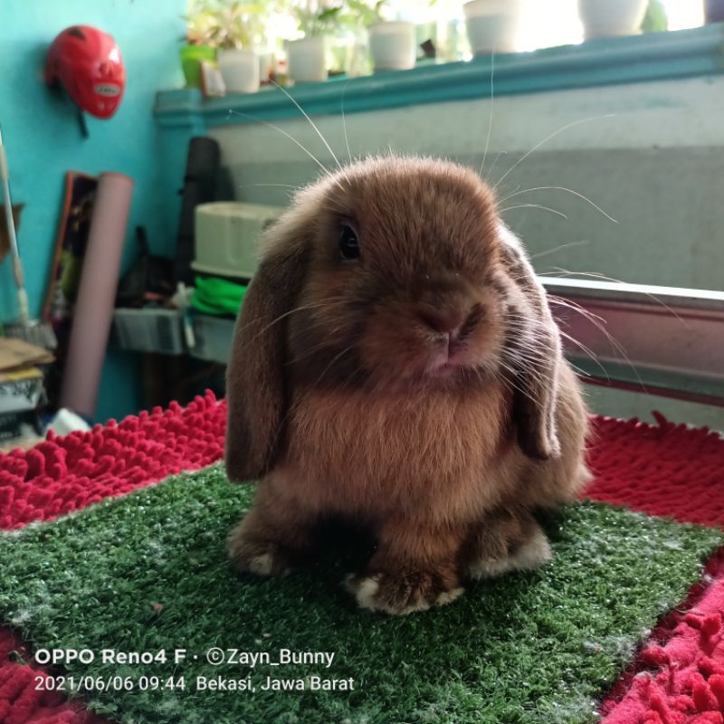 Kelinci Holland Lop Jantan