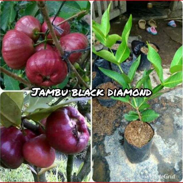 Bibit buah jambu air black diamond