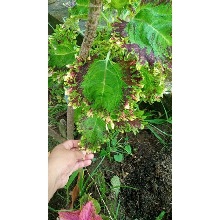 miana langka/premium