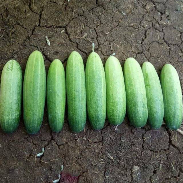 

TIMUN 500 gr Rp 5000