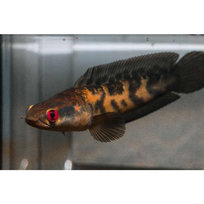Channa Maru Red Sampit Short Body (Rare Item)