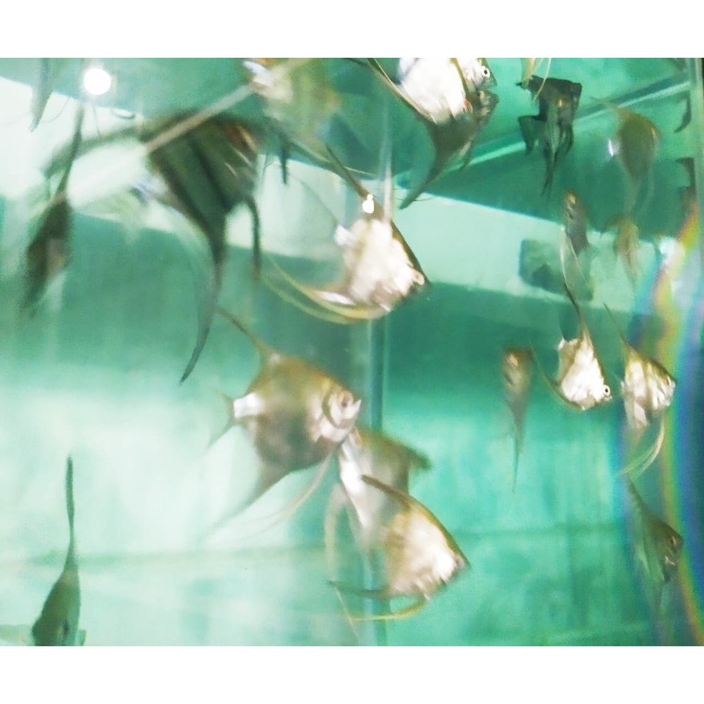 Ikan manfish altum peruvian ikan layang layang size L