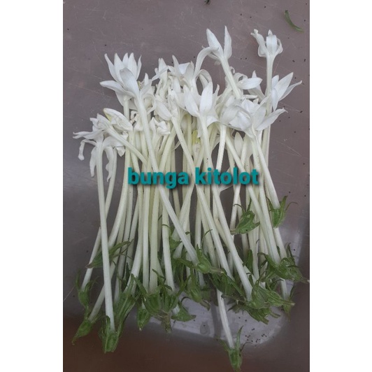 

Bunga Kitolod Segar