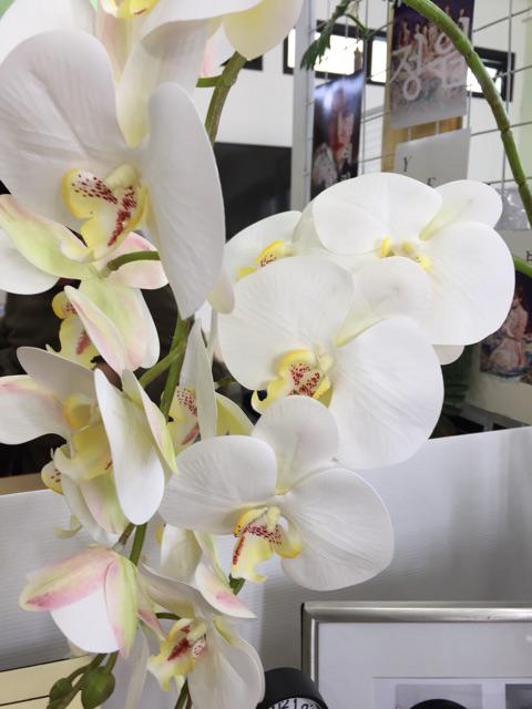 (cod)anggrek Lateks Real Touch