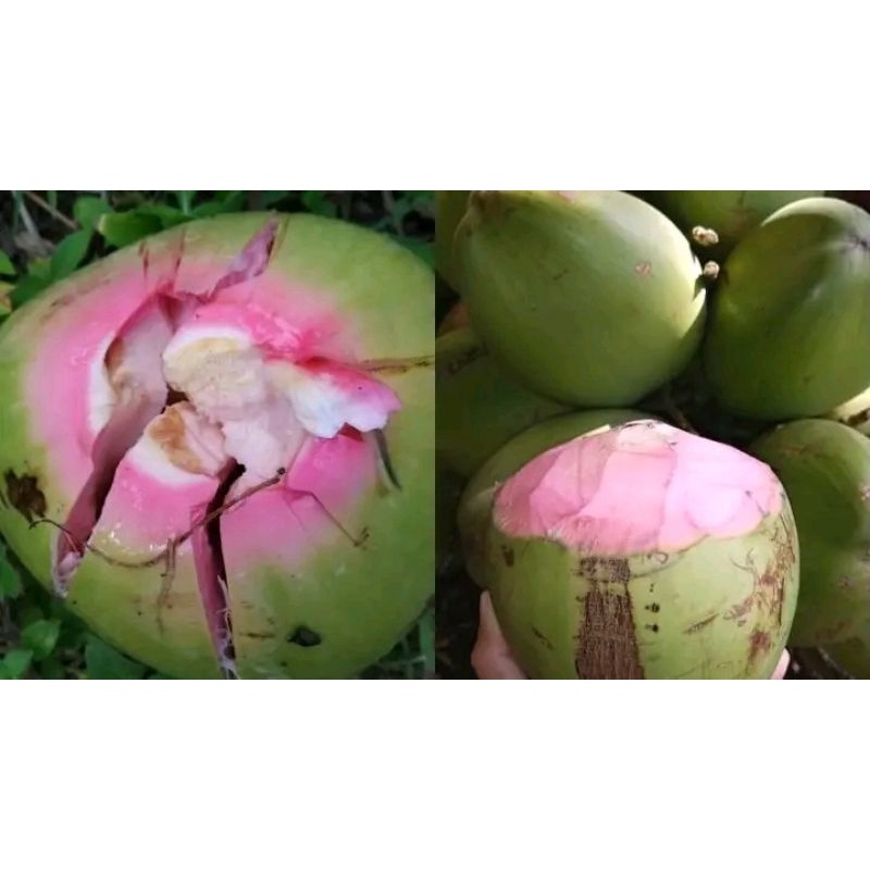 

kelapa CM/Cupat Merah buat pengobatan# kelapa wulung#kelapa ijo pengobatan