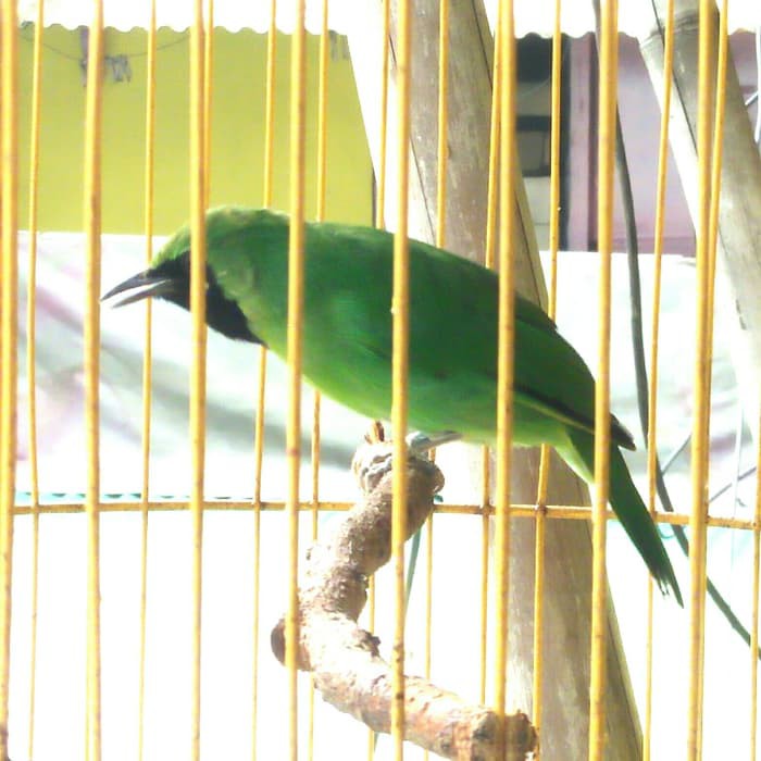 44++ Burung ijo mini terupdate