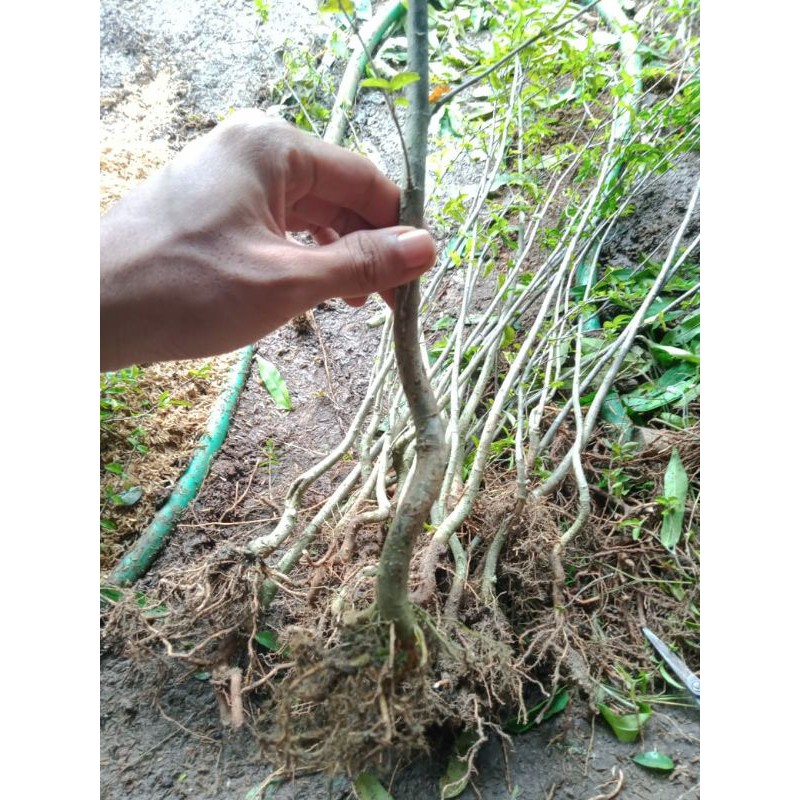 bibit anting putri batang putih