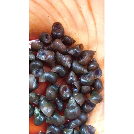 tutut sawah tutut sawah per 1kg