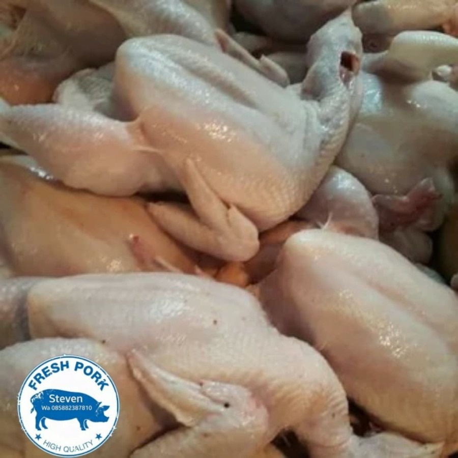 

AYAM EKORAN Berat 1.5 Kg - WHOLE CHICKEN 1.5 Kg