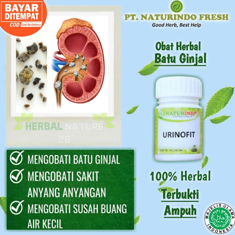 Obat Batu Ginjal Herbal Kencing Batu Obat Ginjal Sehat Urinofit jamu sehat Naturindo