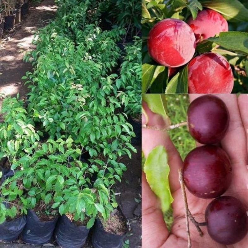 Bibit Buah Plum Aussie Plum Merah
