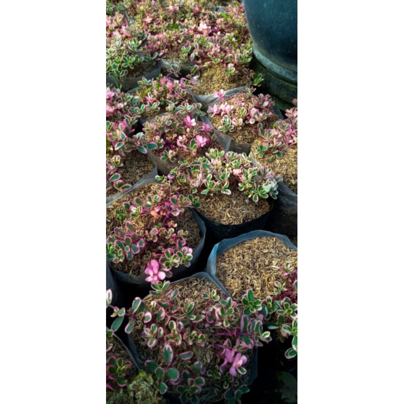 Krokot Pink / Krokot Variegata / Krokot Sakura