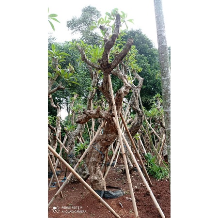 NEW  Pohon kamboja fosil - kamboja - pohon pelindung - Pohon besar