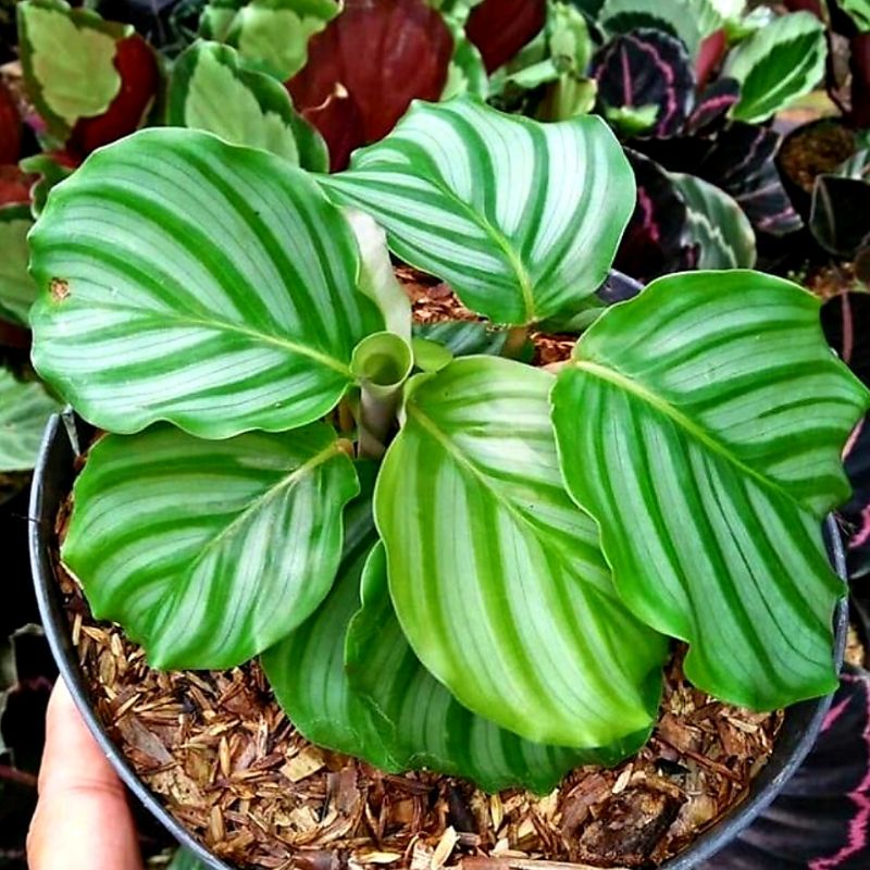Calathea Orbyfolia Bunga Calathea tanaman calathea calathea murah tananan hias calathea calathea cyn