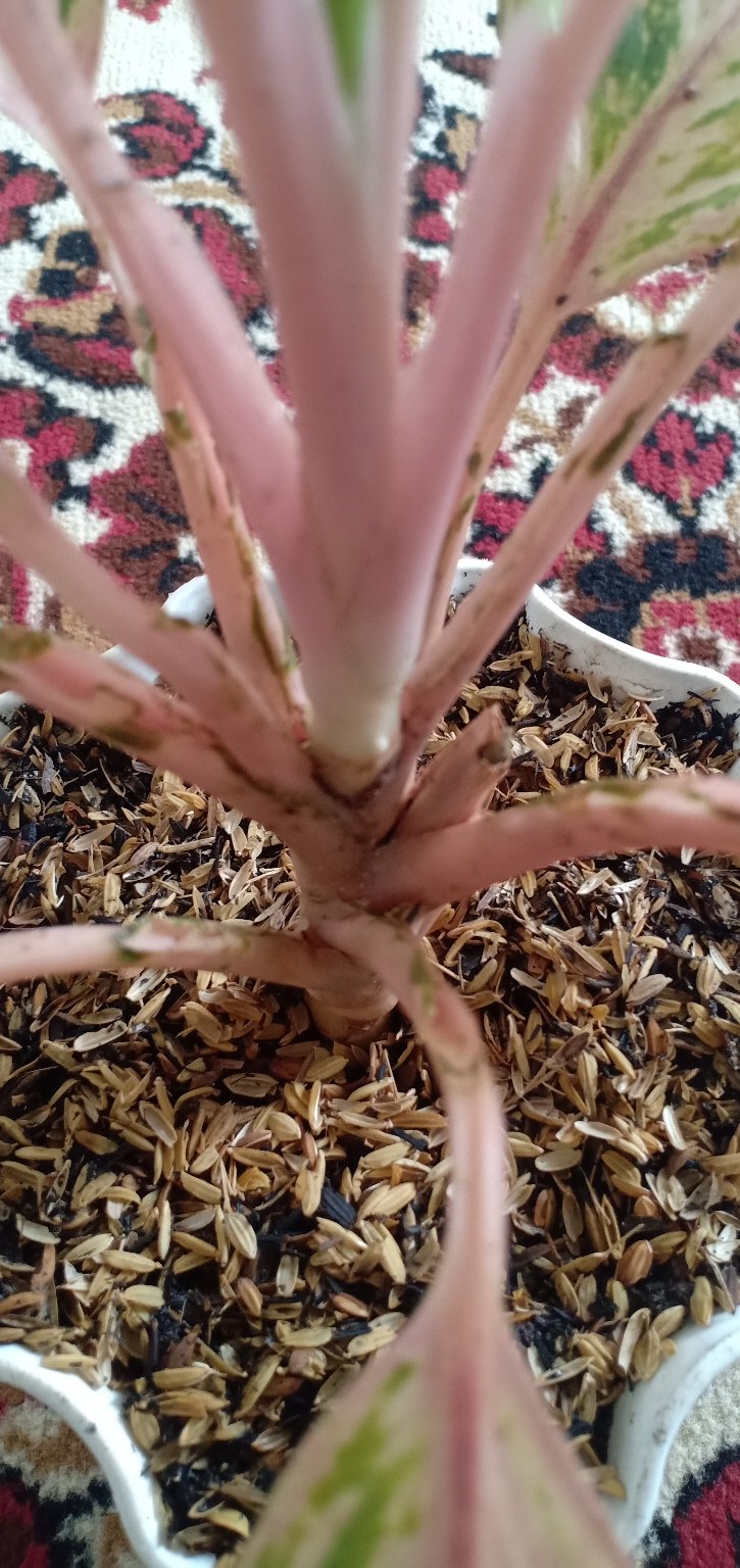 Aglonema Buterfly Induk