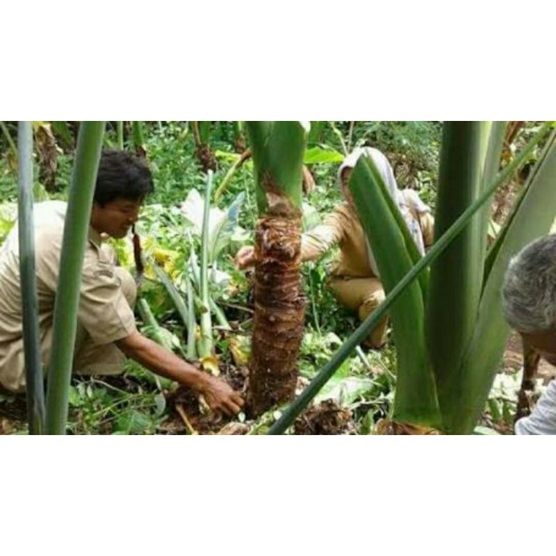 

[Fresh] BIBIT TALAS MAHKOTA BENENG 2KG ISI 1-2 POHON BIBIT TALAS BENENG BIBIT TUNGGAL TALAS BANTEN