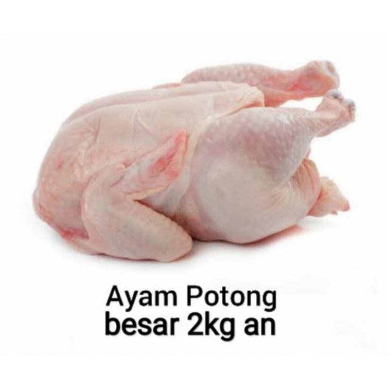 

ayam potong/ayam ras ukuran besar