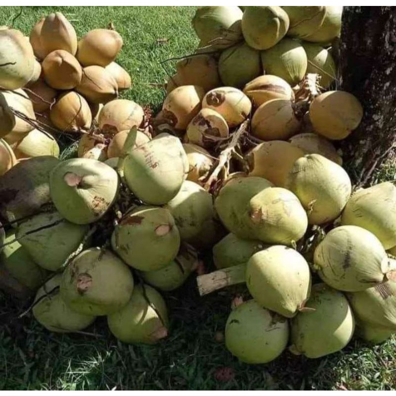 kelapa hijau untuk obat (kelapa ijo serat merah)