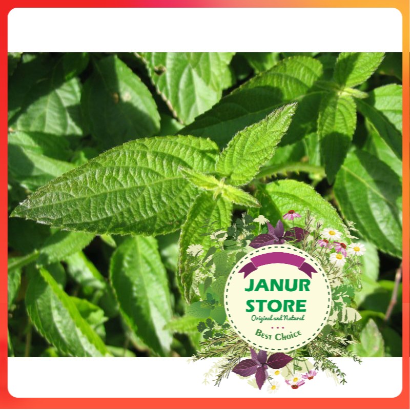 

DAUN TEMBELEKAN KERING 100 GRAM - Lantana Camara - MURNI - JSR - REMPAH