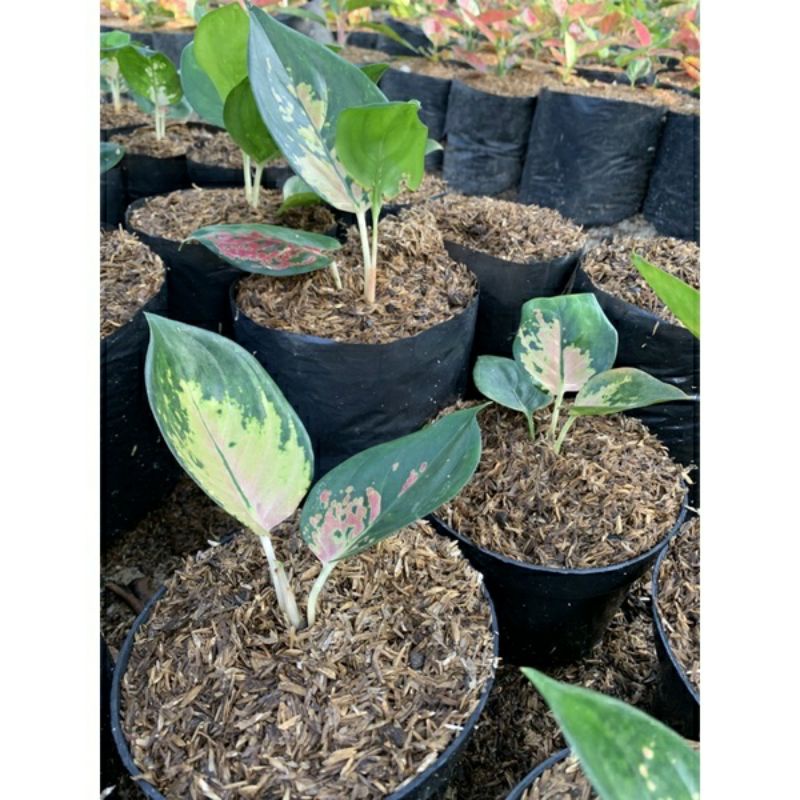 Anakan Aglonema Sultan Brunei