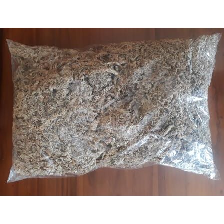 spagnum moss (moss putih)