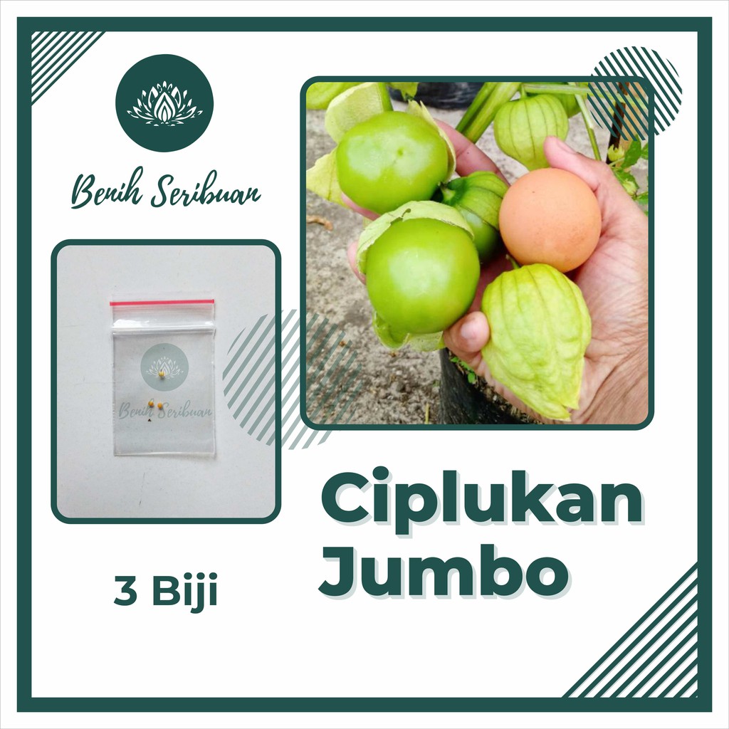 Bibit Buah : 3 Benih Ciplukan Jumbo Super Morel Berry Hijau Tanaman Physalis Angulata Cecendet