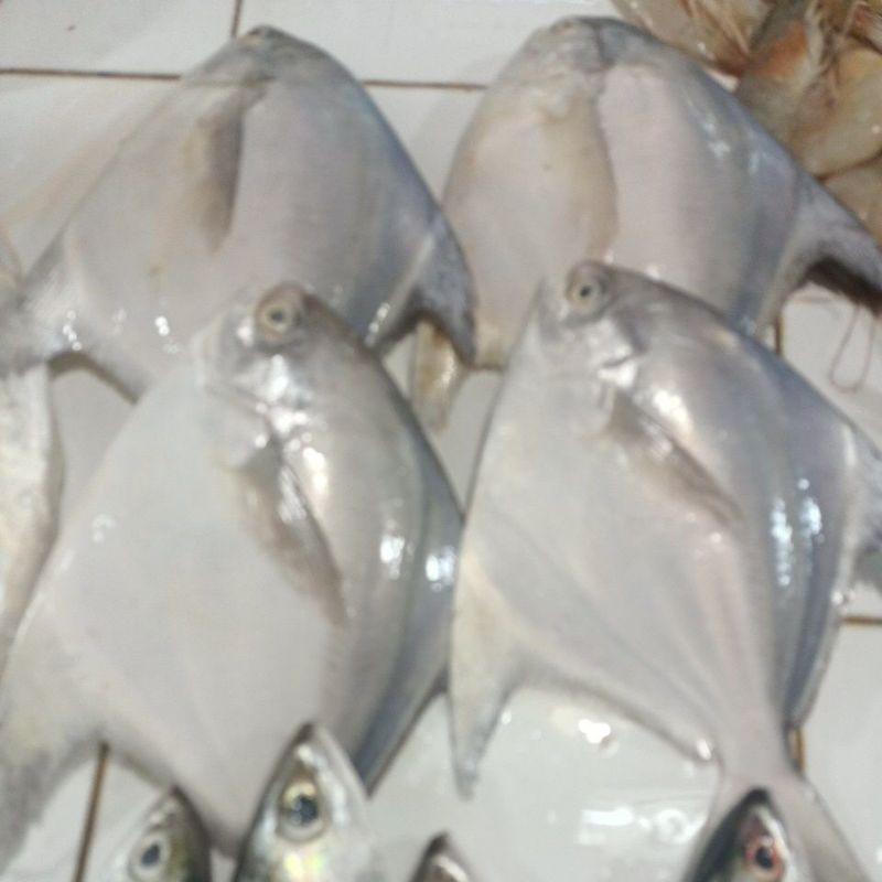 

Ikan Bawal Putih Size 250gr