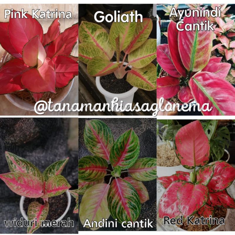 (COD) 6 PAKET BIBIT BONGGOL AGLONEMA MURAH | Bermacam jenis aglonema