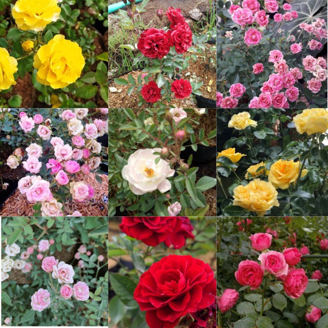 mawar bunga kecil mini BABY ROSE TANAMAN HIAS BABY ROSE MAWAR MINI IMUT MURAH