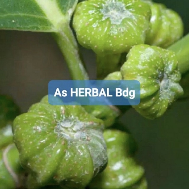 

Buah awar awar segar 500 gram fresh-az