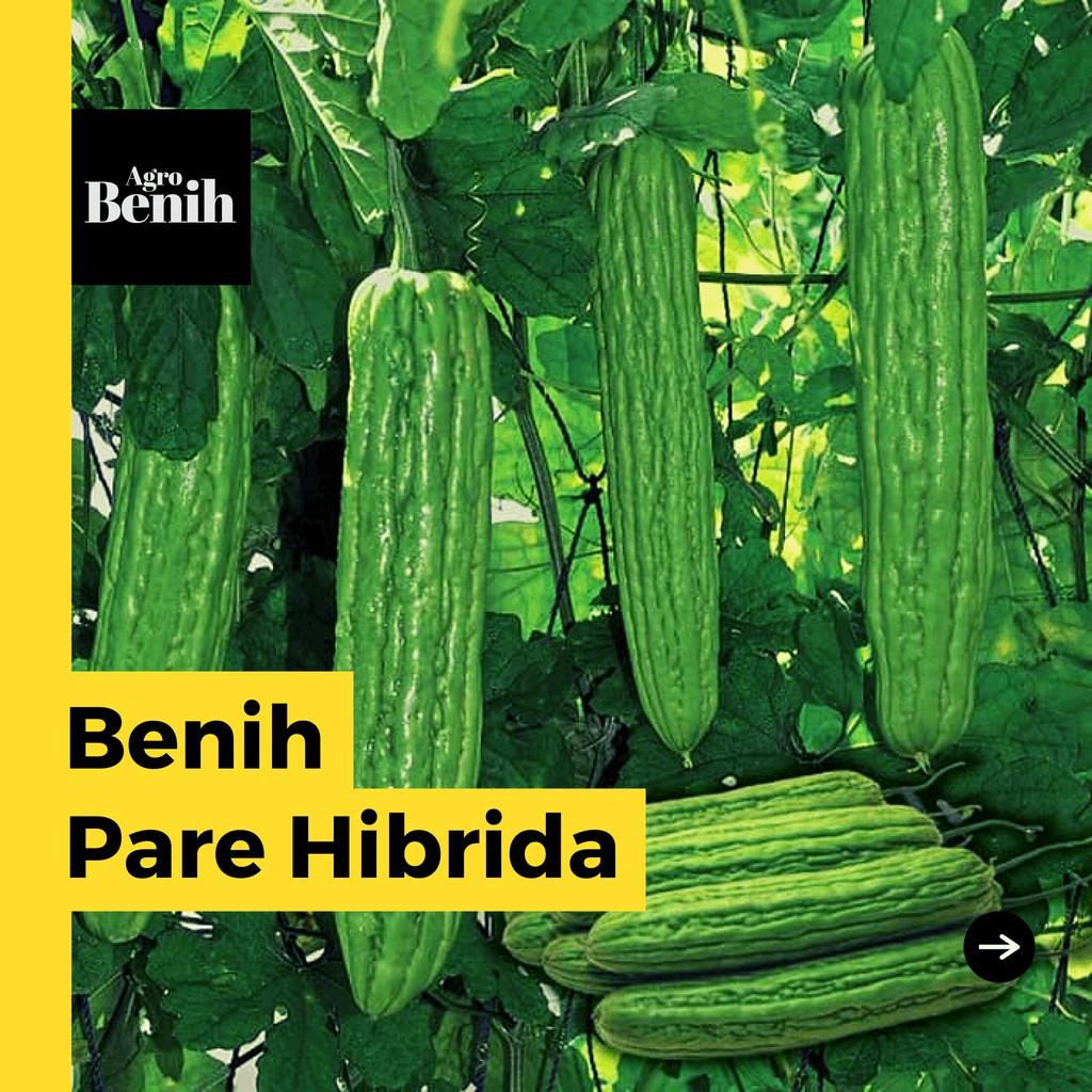 1 Benih Bibit Sayuran Pare F1 Hibrida Super Bintang Asia Sayur Paria Super Tipe Besar Panjang Tanama