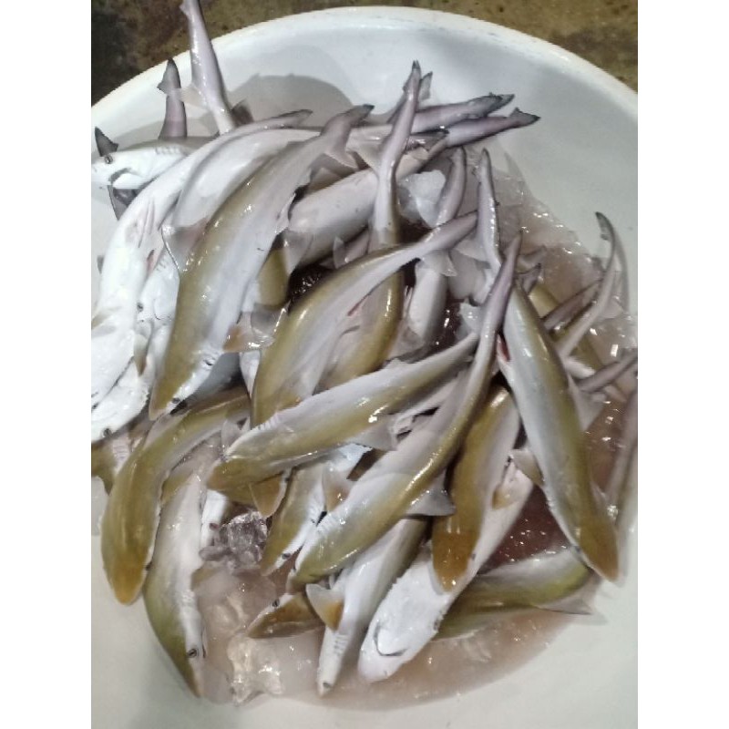 Ikan cucut segar harian 1kg