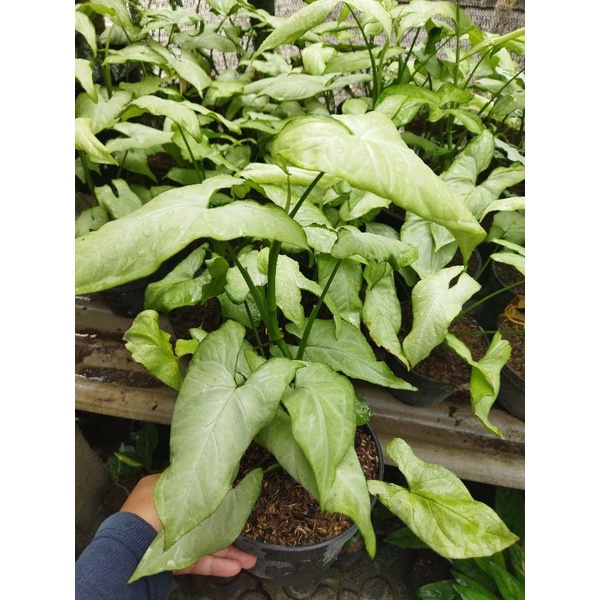 Syngonium Lumia Tanaman Hias Bunga Murah Syngonium Lumia Syngonium Murah