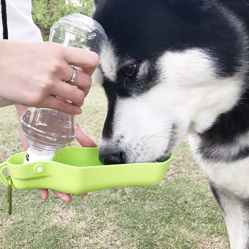 dog drinking cup