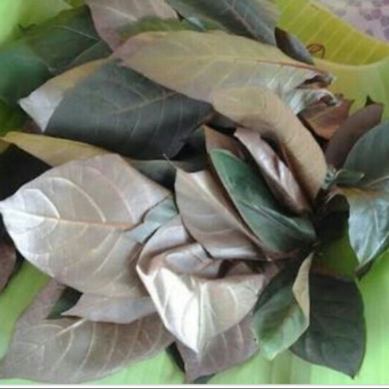 

daun puding hitam segar obat demam alami