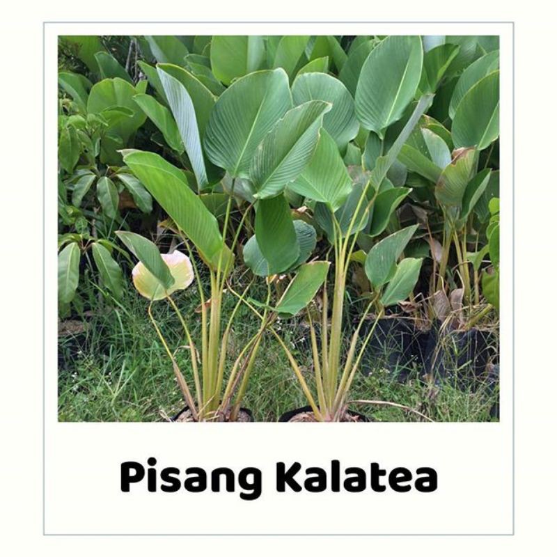 Tanaman hias calathea pisang / pisang Pisangan - calathea - pisang