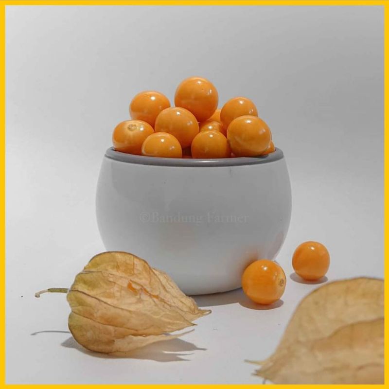 Golden Berry Cecenet / Ciplukan 1 KG