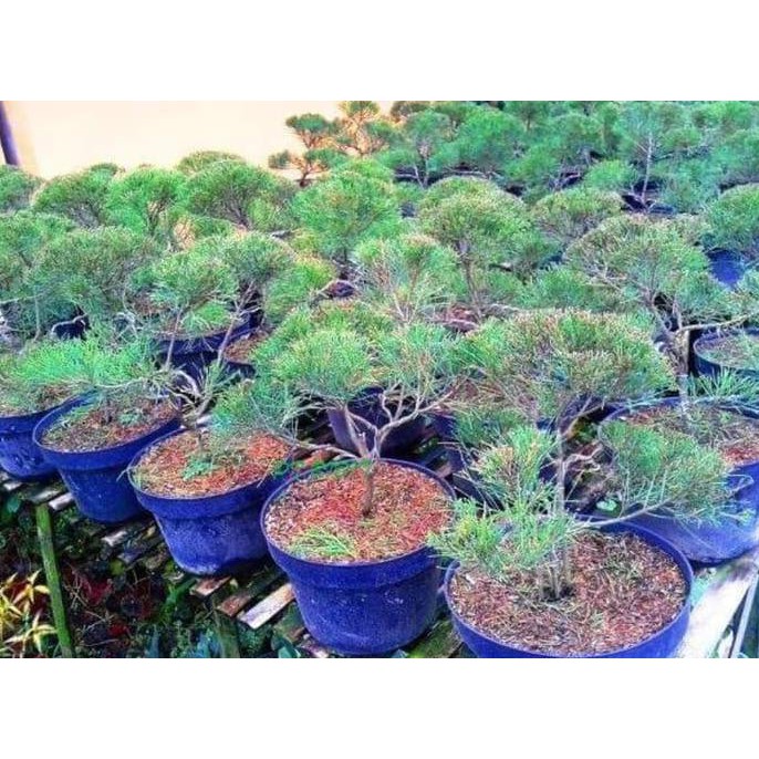 Sedia 3 Bibit Tanaman Cemara Udang Bahan Bonsai - Benih / Biji / Bibit &&**&&