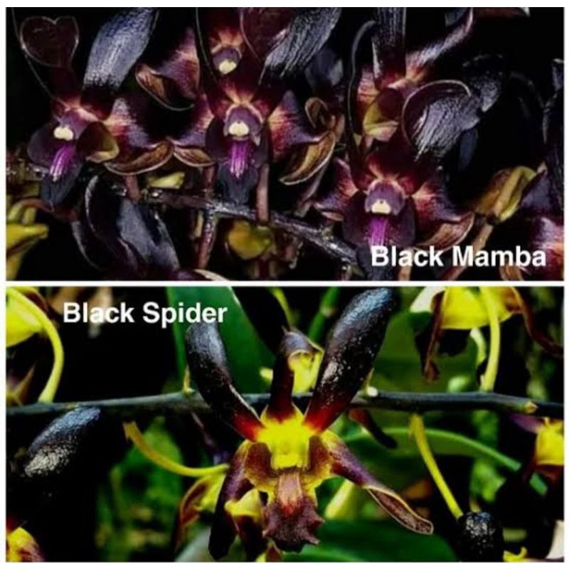 Dendrobium Rajajowas Paket 2