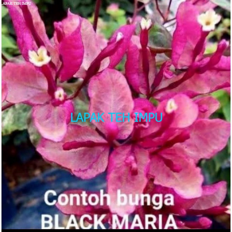 tanaman hias bunga Bougenville black maria / pohon Bougenvile