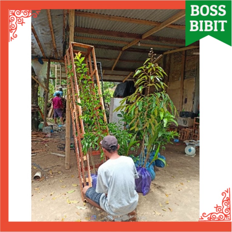 Tumbas Tani Bibit Durian Musangking, Montong, Bawor Superan 2 Meter (Gratis Packing Kayu ) Dikirim