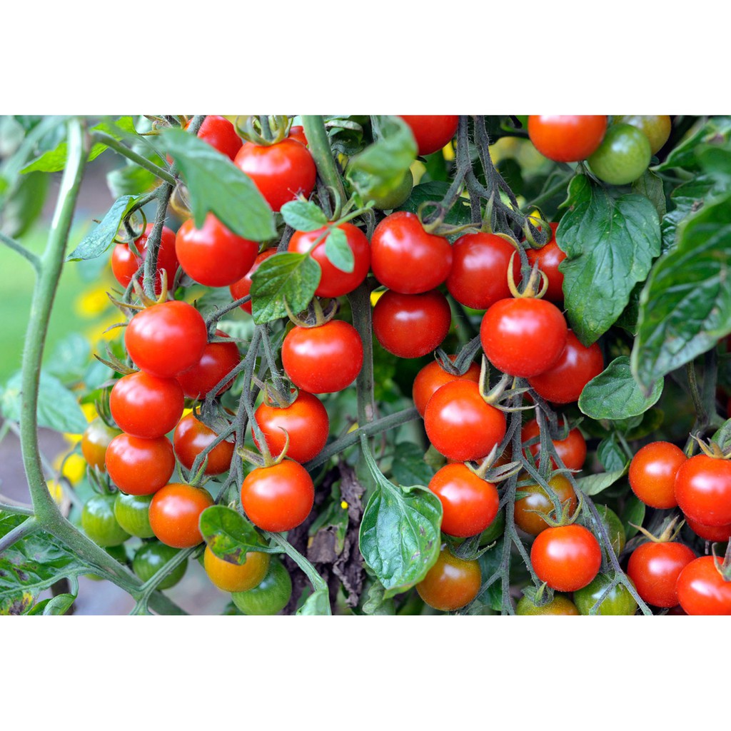 Benih Bibit Biji - Tomato Cherry Red Tomat Ceri Merah Seeds - IMPORT