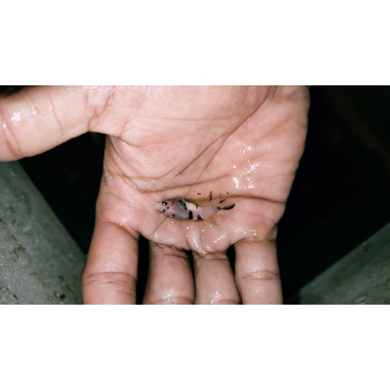 Cupang betina Nemo Galaksi